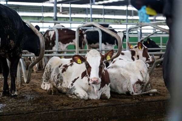 İnekler için ortopedik yatak üretildi